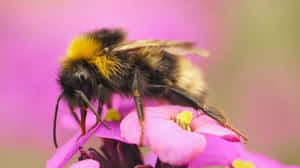 Redtailed Bumblebeeon Pink Flower Wallpaper