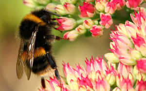 Redtailed Bumblebeeon Pink Flowers Wallpaper