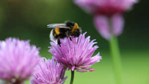 Redtailed Bumblebeeon Purple Flower Wallpaper