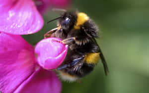 Redtailed Bumblebeeon Purple Flower.jpg Wallpaper