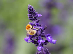 Redtailed Bumblebeeon Purple Flower.jpg Wallpaper