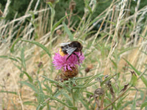 Redtailed Bumblebeeon Thistle Wallpaper