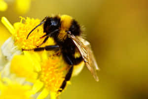 Redtailed Bumblebeeon Yellow Flower Wallpaper