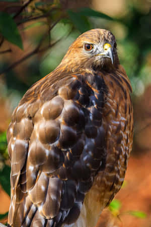 Redtailed Hawk Portrait Wallpaper