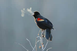 Redwing_ Blackbird_ Breathing_ Cold_ Air.jpg Wallpaper