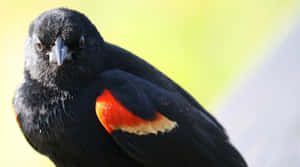 Redwing Blackbird Close Up Wallpaper