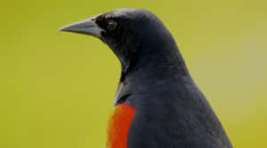 Redwing_ Blackbird_ Closeup_ Profile Wallpaper