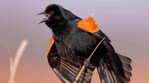 Redwing Blackbird Displaying Feathers Wallpaper