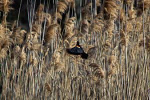 Redwing_ Blackbird_ In_ Flight_ Among_ Reeds.jpg Wallpaper