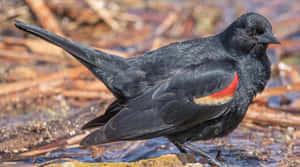 Redwing Blackbird Near Water Wallpaper