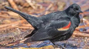 Redwing Blackbird Near Water Wallpaper