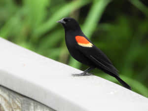 Redwing_ Blackbird_ Perched Wallpaper