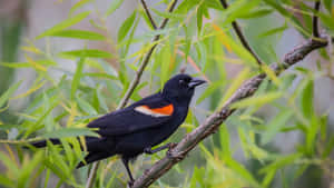 Redwing_ Blackbird_ Perched_ Among_ Leaves.jpg Wallpaper