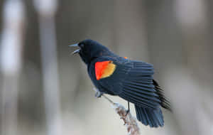 Redwing Blackbird Perched Branch Wallpaper