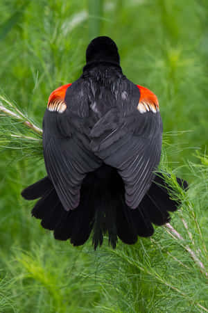 Redwing Blackbird Perched Greenery Wallpaper