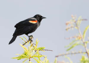 Redwing_ Blackbird_ Perched_on_ Branch.jpg Wallpaper