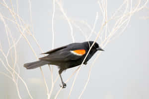 Redwing_ Blackbird_ Perched_on_ Branch.jpg Wallpaper