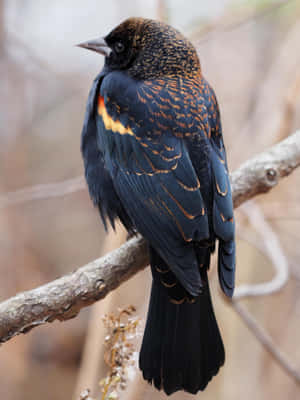 Redwing_ Blackbird_ Perched_on_ Branch.jpg Wallpaper