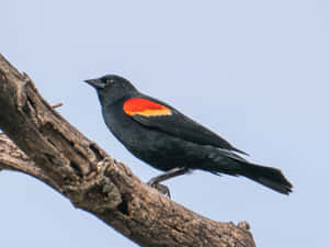 Redwing_ Blackbird_ Perched_on_ Branch.jpg Wallpaper