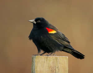 Redwing_ Blackbird_ Perched_on_ Post.jpg Wallpaper