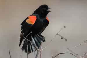 Redwing Blackbird Perchedon Branch Wallpaper