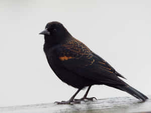 Redwing Blackbird Profile Wallpaper