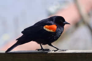 Redwing_ Blackbird_ Profile Wallpaper