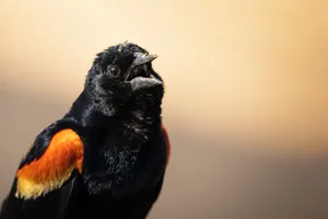Redwing Blackbird Singingat Dusk.jpg Wallpaper