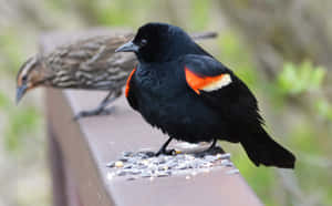 Redwing_ Blackbird_with_ Seeds.jpg Wallpaper