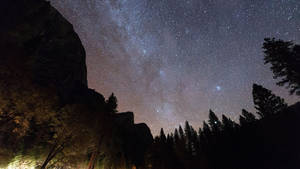 Redwood Forest At Night Wallpaper