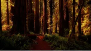 Redwood Forest Twilight Wallpaper