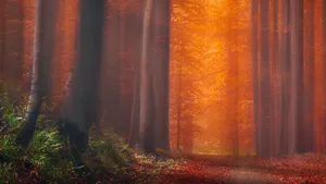 Redwood Forest Under Orange Sky Wallpaper