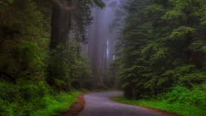 Redwood National Park Dense Foggy Forest Wallpaper