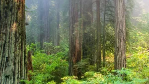 Redwood National Park Dense Forest Wallpaper