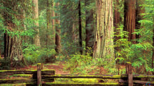 Redwood National Park Majestic Redwood Forest Wallpaper