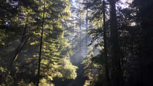 Redwood National Park Thick Tree Canopy Wallpaper