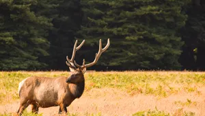 Redwood National Park Tule Elk Wallpaper