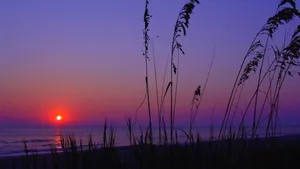 Reeds Silhouette At South Carolina Beach Wallpaper