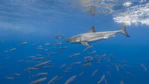 Reef_ Shark_ Patrolling_ Blue_ Waters.jpg Wallpaper