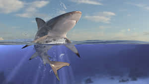 Reef Shark Split Level View Wallpaper