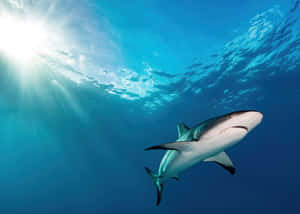 Reef Shark Sunburst Underwater Wallpaper