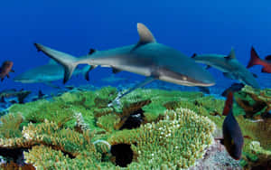 Reef Shark Swimming Over Coral Wallpaper