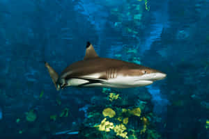 Reef Shark Swimming Underwater Wallpaper