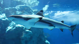 Reef Shark Swimming Underwater.jpg Wallpaper