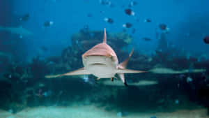 Reef Shark Swimming Underwater.jpg Wallpaper