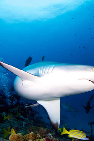 Reef Shark Swimming Underwater Wallpaper