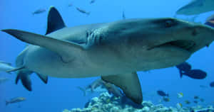 Reef Shark Underwater Swimming.jpg Wallpaper