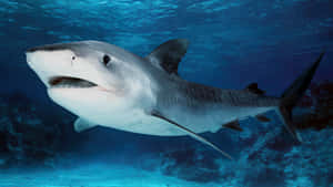 Reef Shark Underwater Swimming.jpg Wallpaper