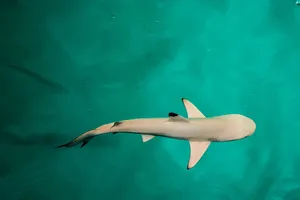 Reef Sharkin Turquoise Water Wallpaper