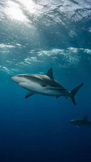 Reef Sharks Swimming Underwater Wallpaper